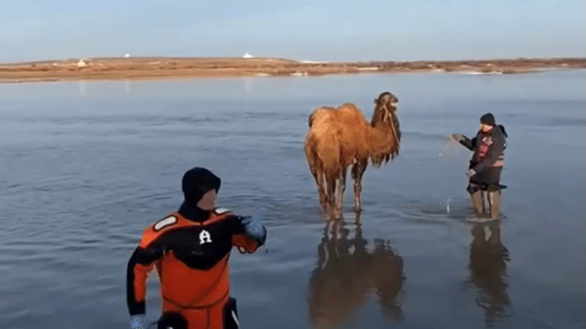 «Не умеют плавать»: спасение верблюдов под Астаной попало на видео